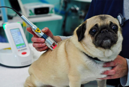 cumming pet laser therapy