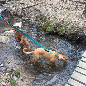 the Leptospirosis vaccine is essential