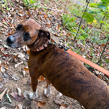 Keeping your dog leashed helps prevent dangerous encounters