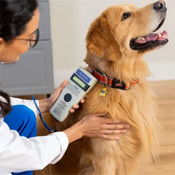Have You Had Your Pet Microchipped?