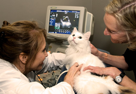 pet ultrasound in south forsyth, cumming